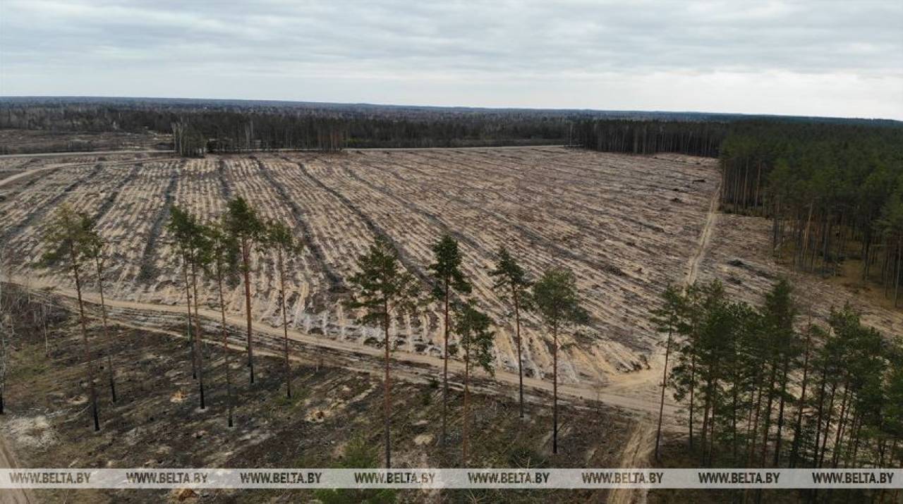Как высаживают деревья на месте лесного пожара под Гродно