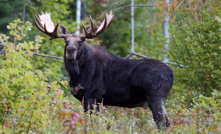 В Беларуси можно отправиться за трофейным лосем, благородным оленем или ланью — сезон открыт