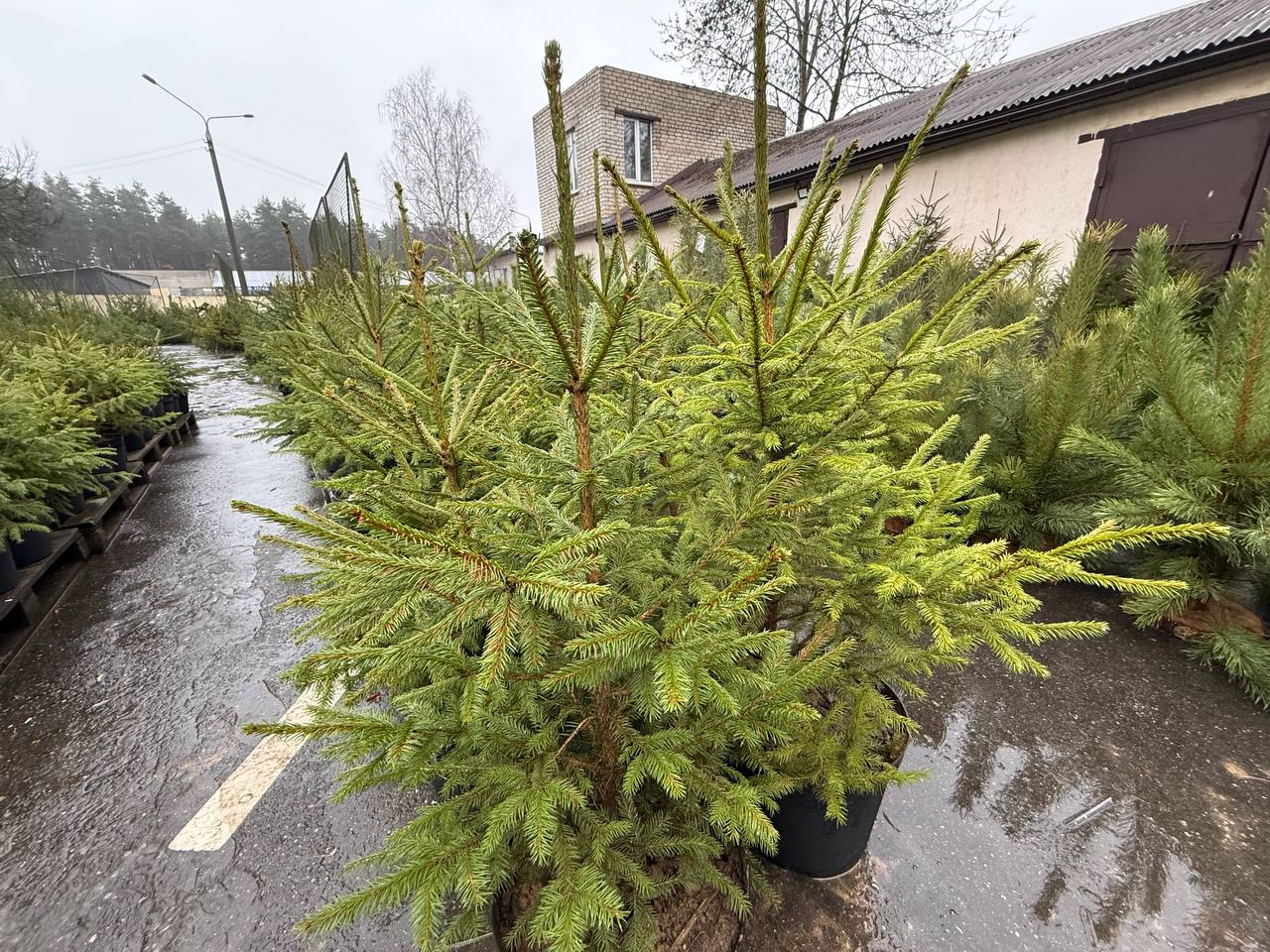 В преддверии зимних праздников лесхозы подарят социальным учреждениям новогодние деревья