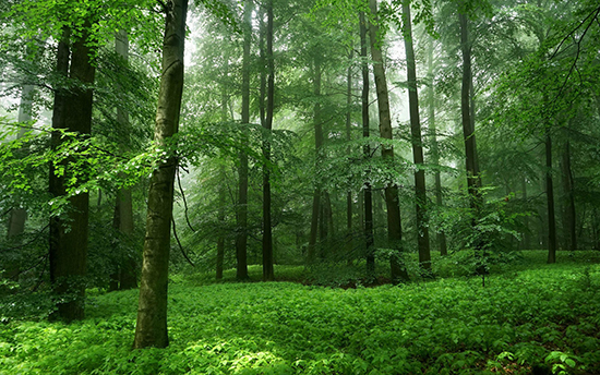 Защита леса