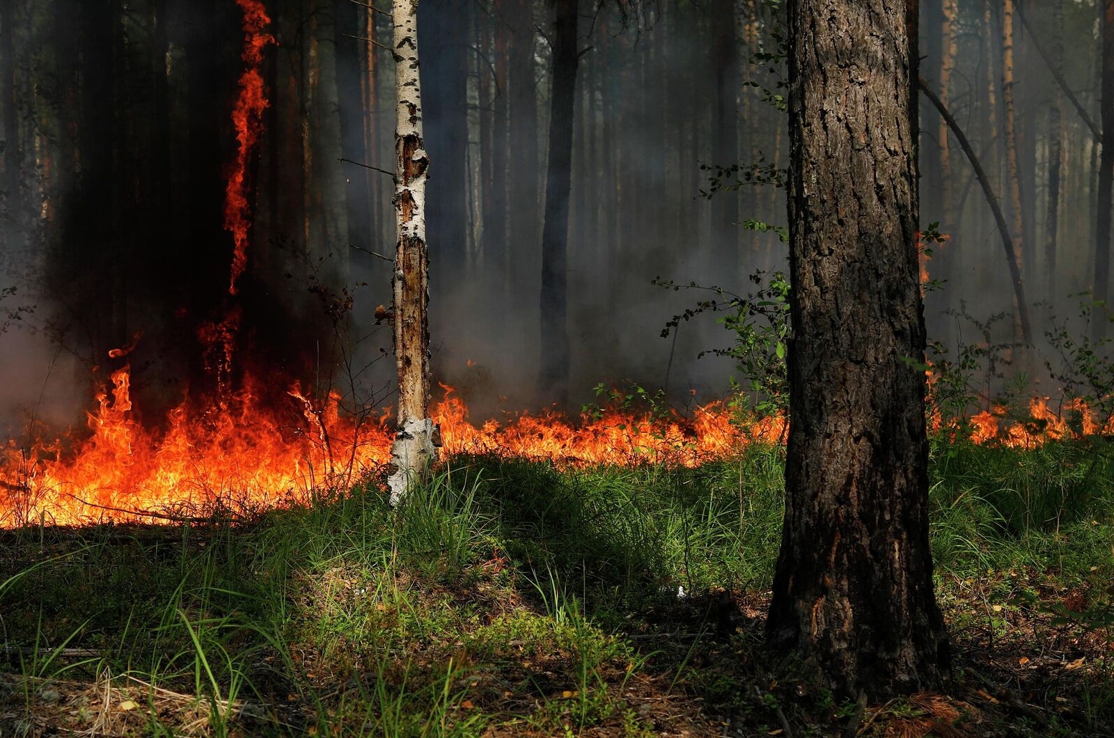 За выходные сотрудники государственной лесной охраны ликвидировали 20 лесных пожаров