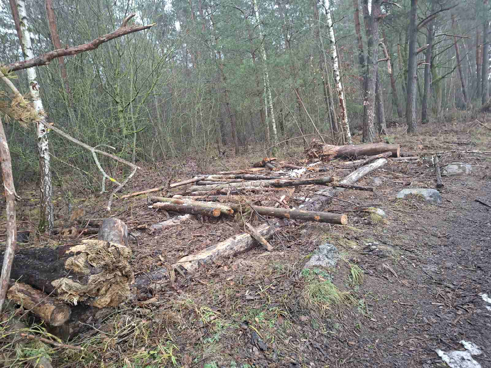 25 новых лесохозяйственных дорог появилось в стране за прошлый год