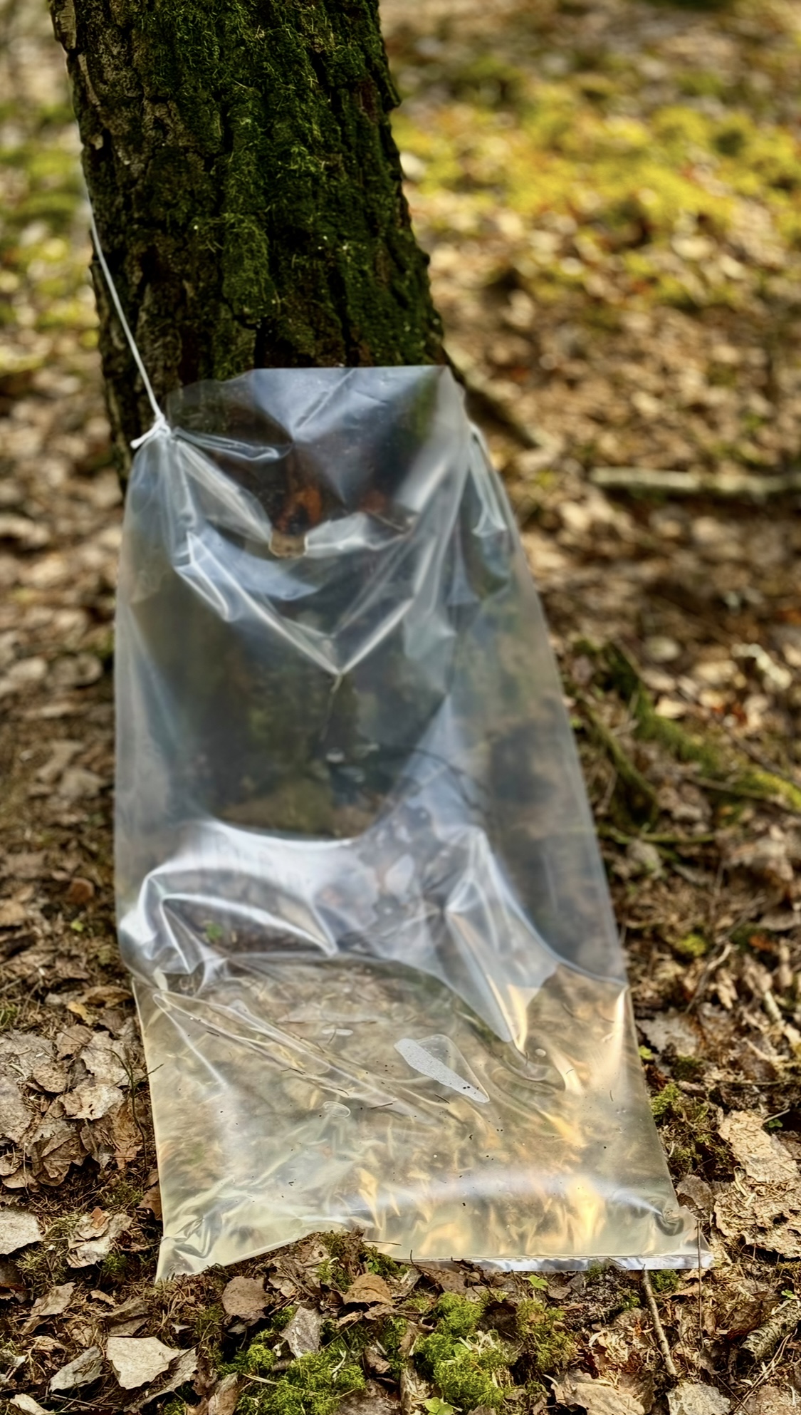 СОЧНЫЕ  НОВОСТИ  ГРОДНЕНСКОГО ЛЕСХОЗА