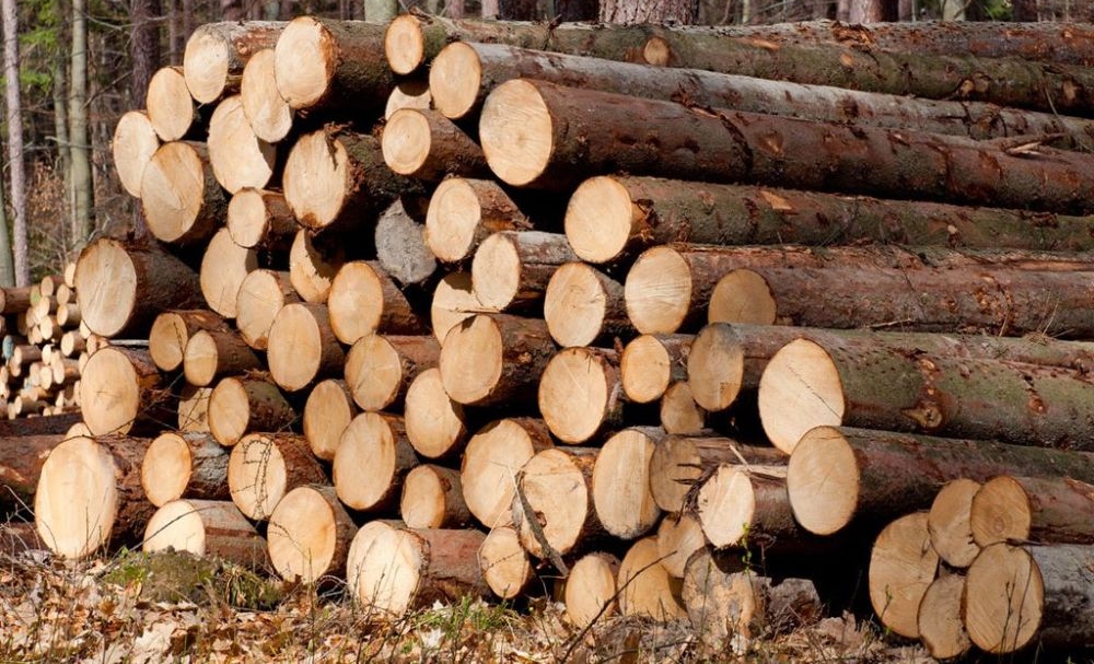 Указом Президента совершенствуется порядок реализации древесины