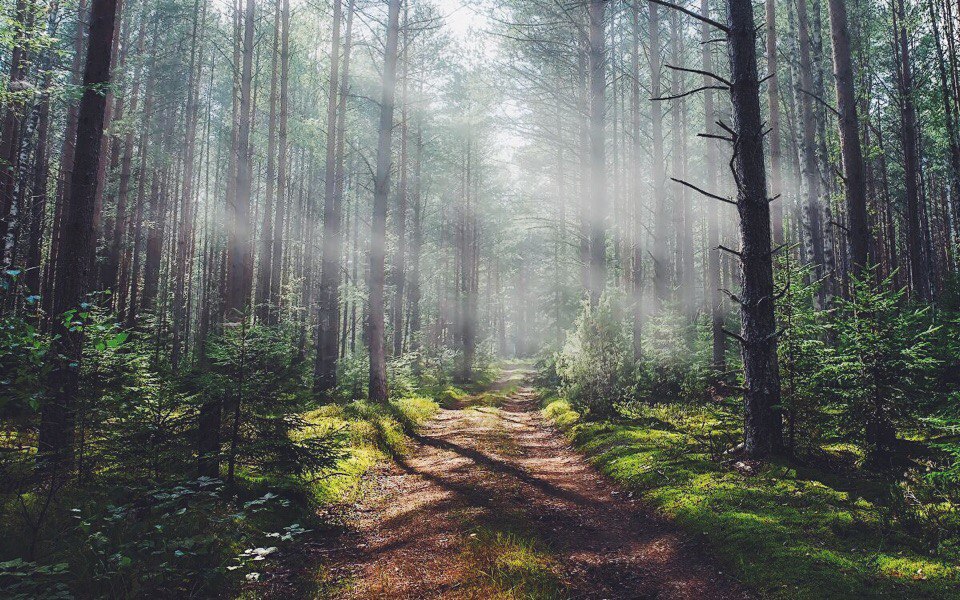 В отдельных лесхозах Брестской и Гродненской областей официально открыли пожароопасный сезон