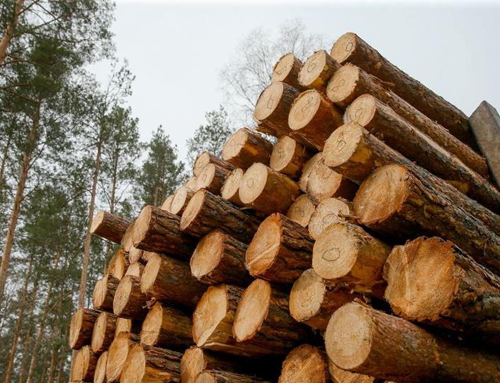 Правительство продолжает снижать стоимость деловой древесины в заготовленном виде для физических лиц