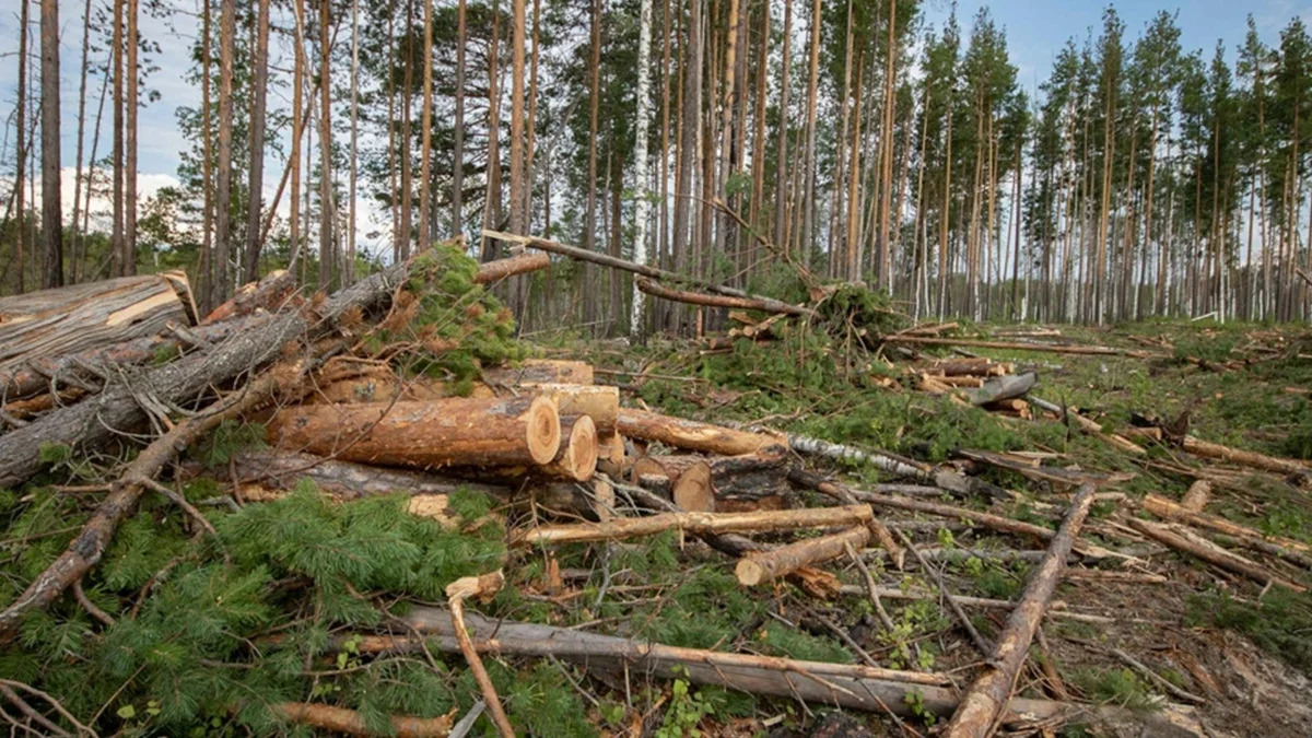 Нужна ли лесу мертвая древесина